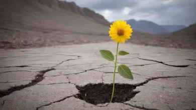 هموارسازی مسیر بهبودیافتگی