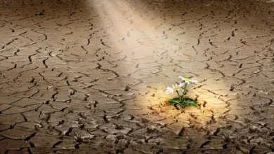 تابآوری اجتماعی: چارچوبها، مؤلفهها و الزامات
