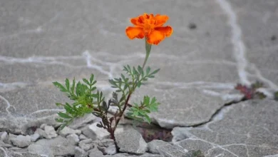 افزایش تاب آوری با پرداختن به هنرهای تجسمی