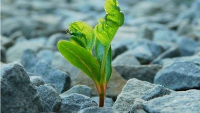 Seven keys to developing resilience