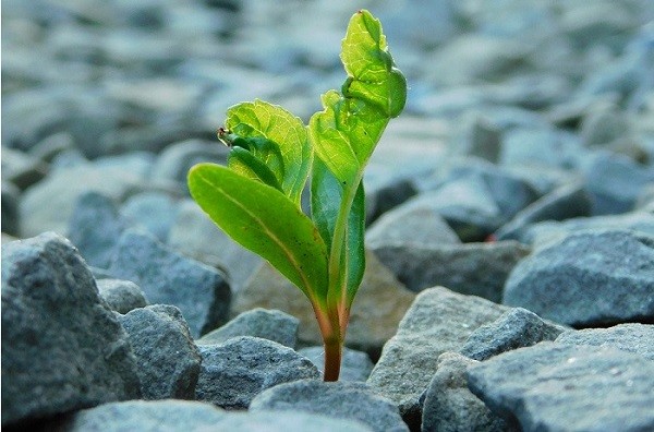 Seven keys to developing resilience
